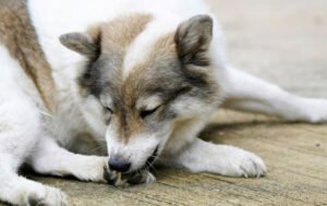 why-do-dogs-lick-their-paws